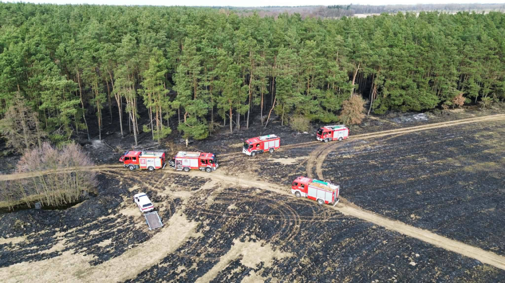 Pożar traw i lasu na ternie dwóch powiatów. Spłonęło kilkanaście hektarów