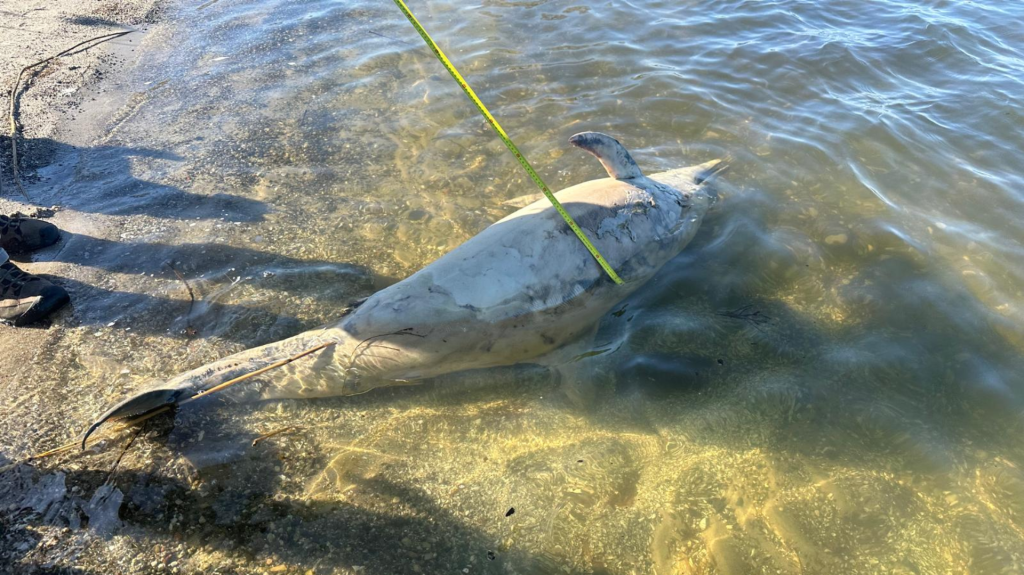Martwy delfin znaleziony na plaży w Jarszewku