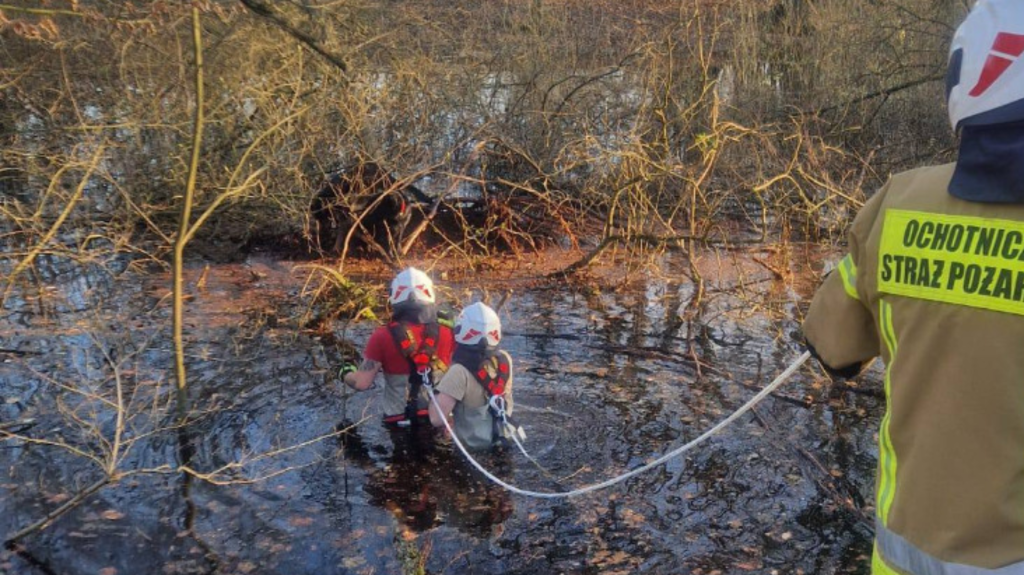 Dwa psy uratowane z bagna