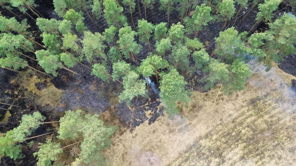 Pożar traw i lasu na ternie dwóch powiatów. Spłonęło kilkanaście hektarów