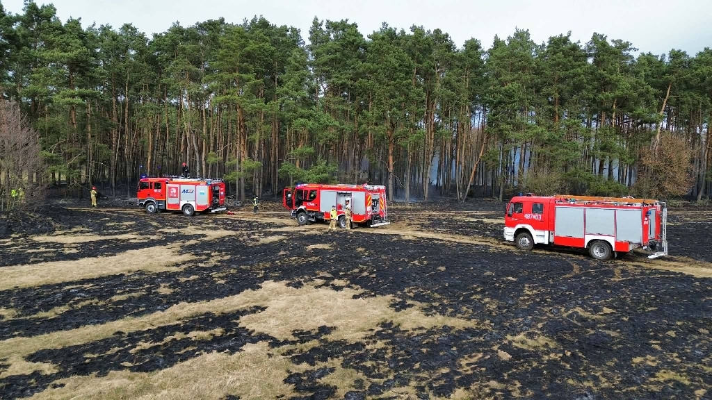Pożar traw i lasu na ternie dwóch powiatów. Spłonęło kilkanaście hektarów