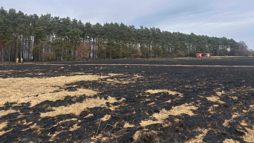 Pożar traw i lasu na ternie dwóch powiatów. Spłonęło kilkanaście hektarów