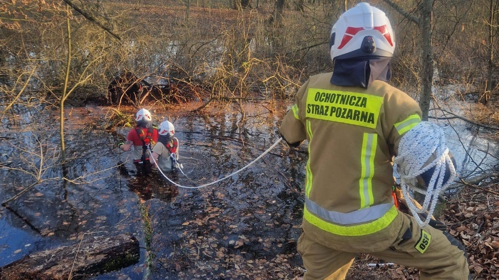 Dwa psy uratowane z bagna