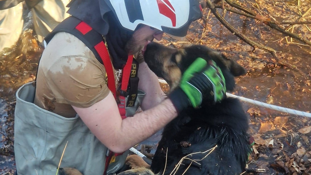 Dwa psy uratowane z bagna