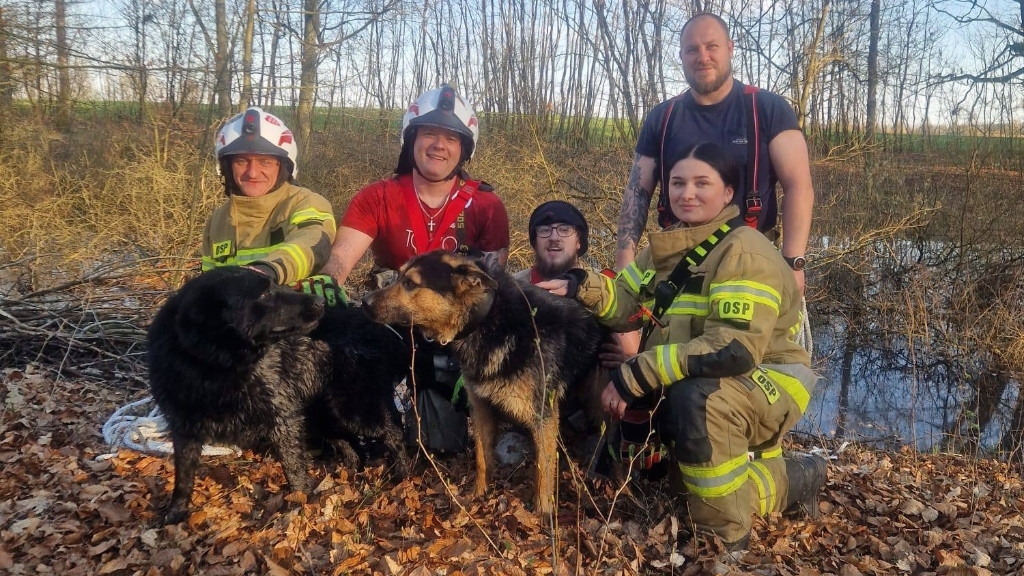 Dwa psy uratowane z bagna